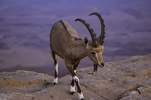 animal-mitzpe-ramon-goat-horns-hooves-desert
